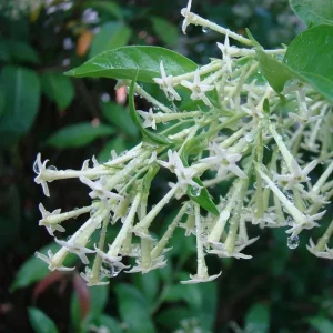 Night Blooming Jasmine (Cestrum Nocturnum) Live Plants - 2 Pack, 5-9 inches Tall - Image 4