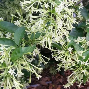 Night Blooming Jasmine (Cestrum Nocturnum) Live Plants - 2 Pack, 5-9 inches Tall - Image 5