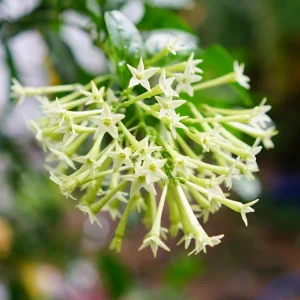 Night Blooming Jasmine (Cestrum Nocturnum) Live Plants - 2 Pack, 5-9 inches Tall - Image 7