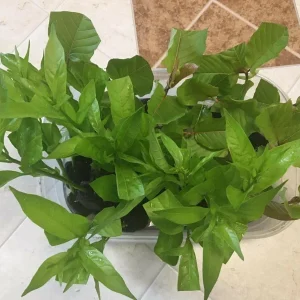 Night Blooming Jasmine (Cestrum Nocturnum) Live Plants - 2 Pack, 5-9 inches Tall - Image 8