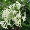 Night Blooming Jasmine (Cestrum Nocturnum) Live Plants - 2 Pack, 5-9 inches Tall - Image 1
