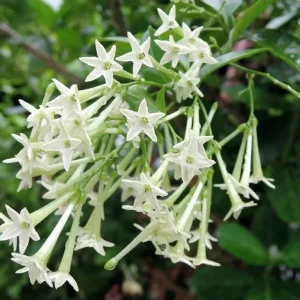 Night Blooming Jasmine (Cestrum Nocturnum) Live Plants - 2 Pack, 5-9 inches Tall - Image 1