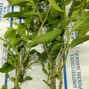 Night Blooming Jasmine Live Plant 4 inch Pot - Fragrant Evening Blooms, Indoor/Outdoor - Image 3