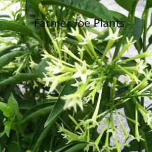 Night Blooming Jasmine Live Plant 4 inch Pot - Fragrant Evening Blooms, Indoor/Outdoor - Image 4