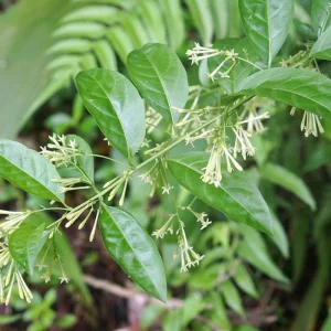 Night Blooming Jasmine Live Plant 4 inch Pot - Fragrant Evening Blooms, Indoor/Outdoor - Image 5