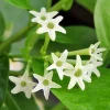 Night Blooming Jasmine Live Plant 4 inch Pot - Fragrant Evening Blooms, Indoor/Outdoor - Image 1