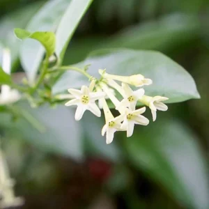 Night Blooming Jasmine Live Plant 4 inch Pot - Fragrant Evening Blooms, Indoor/Outdoor - Image 6