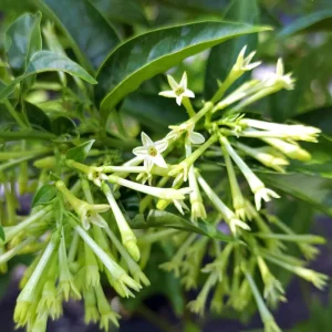 Night Blooming Jasmine Live Plant 4 inch Pot - Fragrant Evening Blooms, Indoor/Outdoor - Image 7