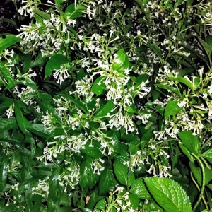 Night Blooming Jasmine Live Plant 4 inch Pot - Fragrant Evening Blooms, Indoor/Outdoor - Image 8