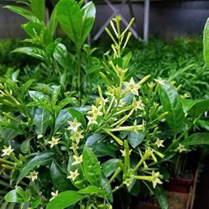 Night Blooming Jasmine Live Plant 4 inch Pot - Fragrant Evening Blooms, Indoor/Outdoor - Image 9