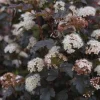 Ninebark 'Diablo D'Or' Live Plant - Physocarpus, Copper-Red Foliage, Starter Plant 5-6 Inch - Image 1