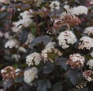 Ninebark 'Diablo D'Or' Live Plant - Physocarpus, Copper-Red Foliage, Starter Plant 5-6 Inch - Image 1
