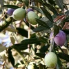 Oblonga Olive Tree Live Plant – Olea Europaea – 12" Rooted Cutting – Indoor & Outdoor - Image 1