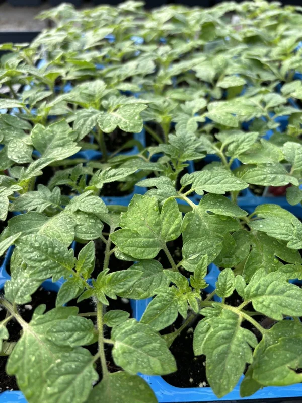 Old German Tomato Live Plants - Heirloom Beefsteak Tomatoes, 6-10 inches tall, 2-Pack - Image 1