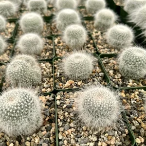 Old Lady Cactus Live Plant - Mammillaria Hahniana - Hairy Cactus in 3.5