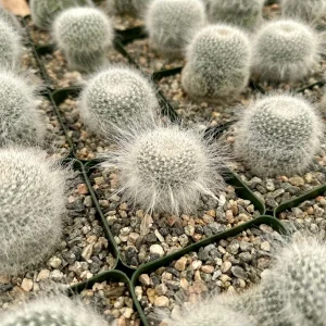 Old Lady Cactus Live Plant - Mammillaria Hahniana - Hairy Cactus in 3.5