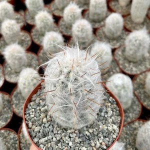 Old Man of the Andes Cactus Oreocereus trollii Live Plant - 4