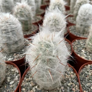 Old Man of the Andes Cactus Oreocereus trollii Live Plant - 4