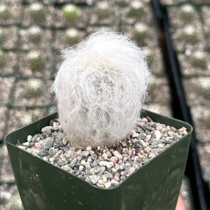 Old Man of the Andes Cactus Oreocereus trollii Live Plant - 4