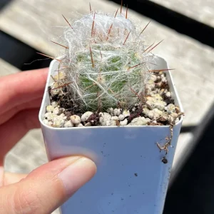 Old Man of the Andes Cactus Oreocereus trollii Live Plant - 4
