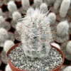 Old Man of the Andes Cactus Oreocereus trollii Live Plant - 4" or 6" Pot - Image 1