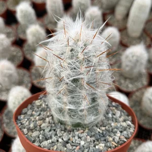 Old Man of the Andes Cactus Oreocereus trollii Live Plant - 4