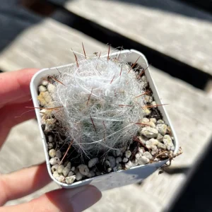 Old Man of the Andes Cactus Oreocereus trollii Live Plant - 4