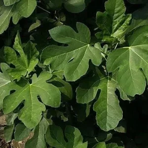 Olympian Fig Tree Live Plant – Ficus Carica – Cold Hardy – 5-9 inches Tall Starter - Image 2