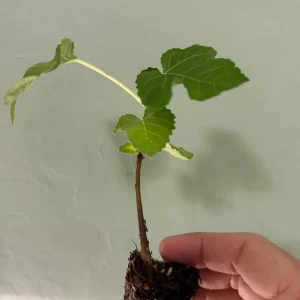 Olympian Fig Tree Live Plant – Ficus Carica – Cold Hardy – 5-9 inches Tall Starter - Image 3