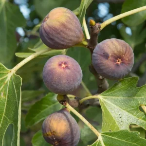 Olympian Fig Tree Live Plant – Ficus Carica – Cold Hardy – 5-9 inches Tall Starter - Image 4