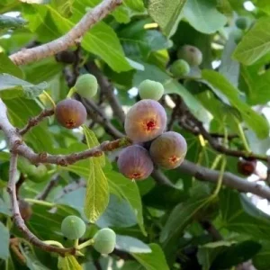 Olympian Fig Tree Live Plant – Ficus Carica – Cold Hardy – 5-9 inches Tall Starter - Image 5