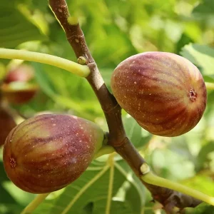 Olympian Fig Tree Live Plant – Ficus Carica – Cold Hardy – 5-9 inches Tall Starter - Image 6