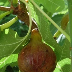Olympian Fig Tree Live Plant – Ficus Carica – Cold Hardy – 5-9 inches Tall Starter - Image 1
