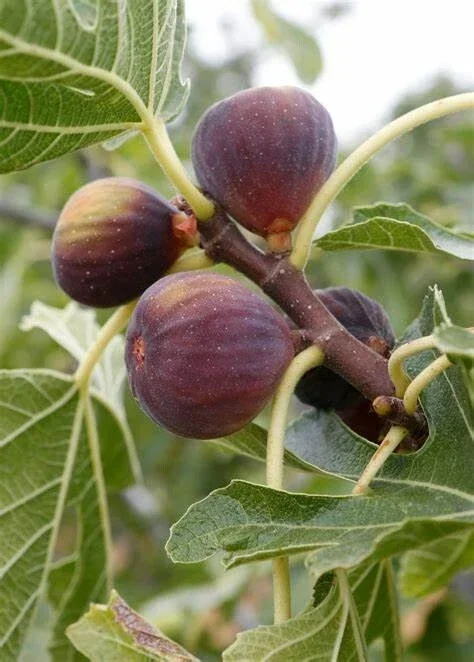 Olympian Fig Tree Live Plant - Fruiting Ficus Carica - Cold Resistant Seedling for Outdoor Growing - Image 1