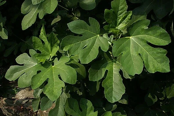 Olympian Fig Tree Live Plant - Fruiting Ficus Carica - Cold Resistant Seedling for Outdoor Growing - Image 3