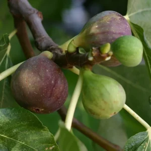 Olympian Fig Tree Live Plant - Fruiting Ficus Carica - Cold Resistant Seedling for Outdoor Growing - Image 4