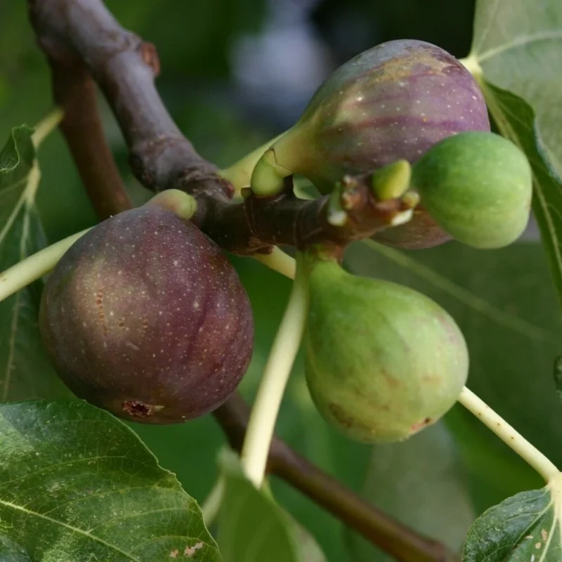 Olympian Fig Tree Live Plant - Fruiting Ficus Carica - Cold Resistant Seedling for Outdoor Growing - Image 4