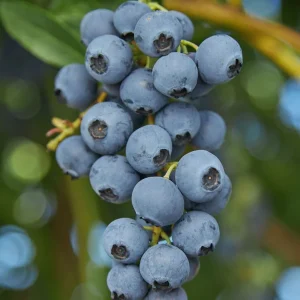 O'Neil Blueberry Bush - Southern Highbush Live Plant - 4-6 ft Mature Height - Outdoor - Image 2
