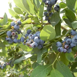 O'Neil Blueberry Bush - Southern Highbush Live Plant - 4-6 ft Mature Height - Outdoor - Image 3