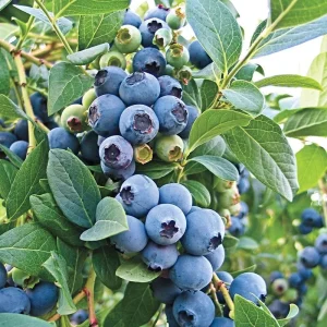 O'Neil Blueberry Bush - Southern Highbush Live Plant - 4-6 ft Mature Height - Outdoor - Image 5