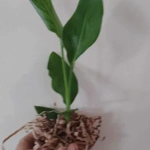 Orange Bird of Paradise Live Plant – Strelitzia Reginae – 4 inch Starter Pot – Outdoor - Image 2