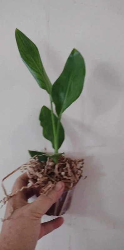 Orange Bird of Paradise Live Plant – Strelitzia Reginae – 4 inch Starter Pot – Outdoor - Image 2