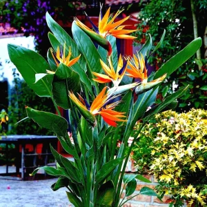 Orange Bird of Paradise Live Plant – Strelitzia Reginae – 4 inch Starter Pot – Outdoor - Image 3