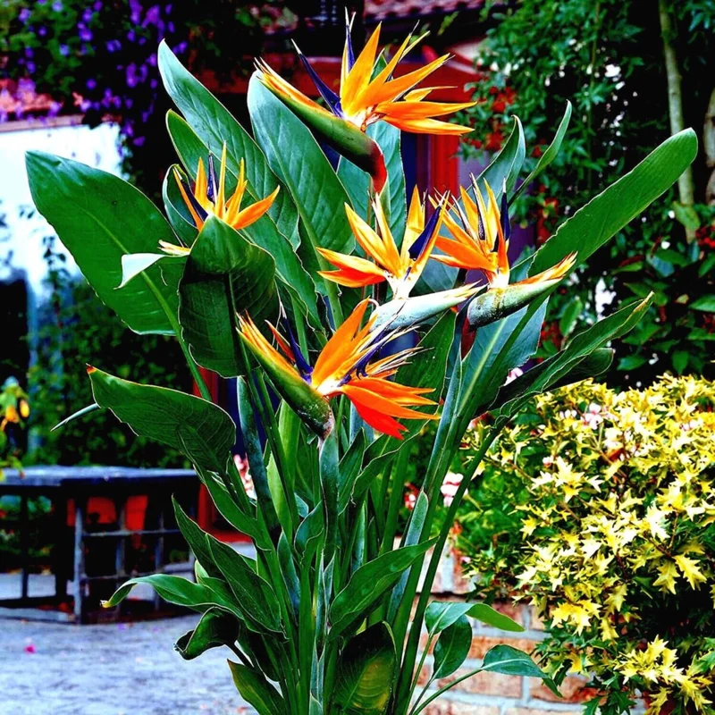 Orange Bird of Paradise Live Plant – Strelitzia Reginae – 4 inch Starter Pot – Outdoor - Image 3