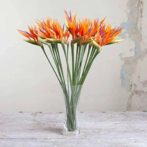 Orange Bird of Paradise Live Plant – Strelitzia Reginae – 4 inch Starter Pot – Outdoor - Image 4