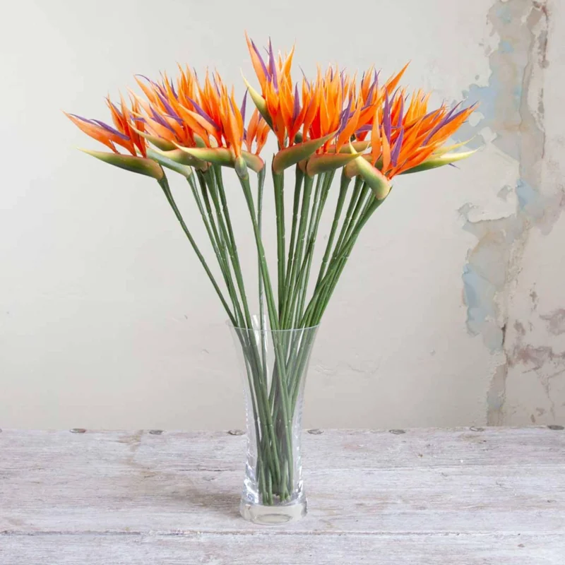 Orange Bird of Paradise Live Plant – Strelitzia Reginae – 4 inch Starter Pot – Outdoor - Image 4