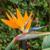 Orange Bird of Paradise Live Plant – Strelitzia Reginae – 4 inch Starter Pot – Outdoor - Image 1