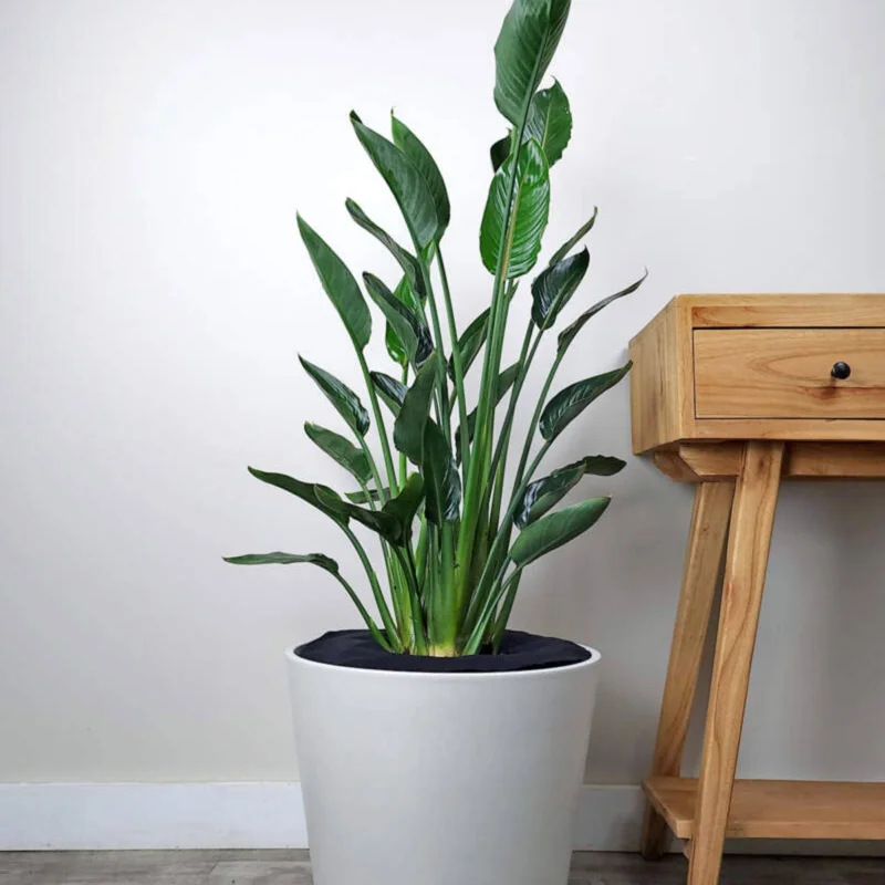 Orange Bird of Paradise Live Plant – Strelitzia Reginae – 4 inch Starter Pot – Outdoor - Image 5
