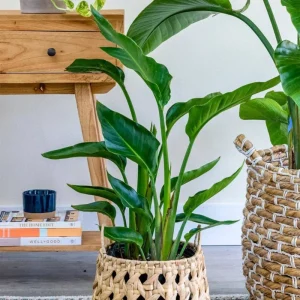 Orange Bird of Paradise Live Plant – Strelitzia Reginae – 4 inch Starter Pot – Outdoor - Image 6