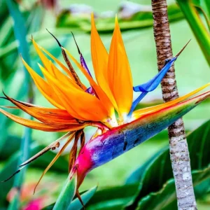 Orange Bird of Paradise Live Plant – Strelitzia Reginae – 4 inch Starter Pot – Outdoor - Image 7